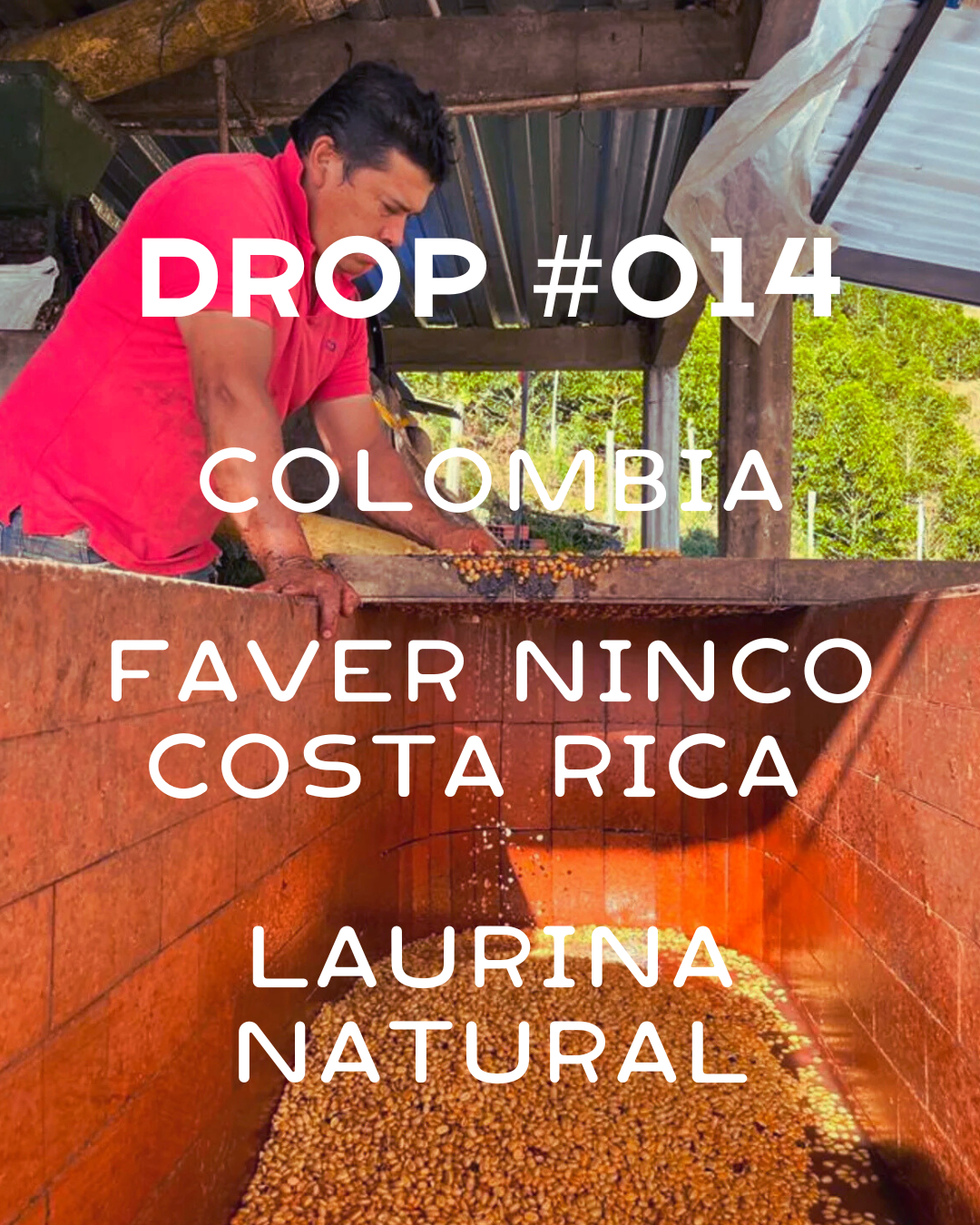 Colombia- Faver Ninco