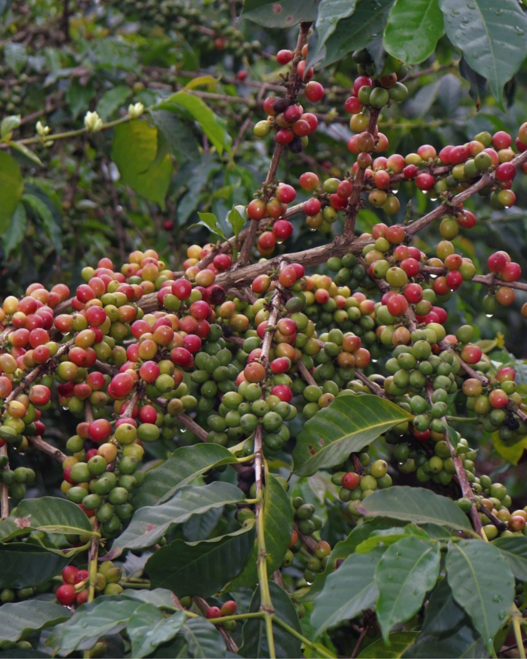 Kenya - Ngomano