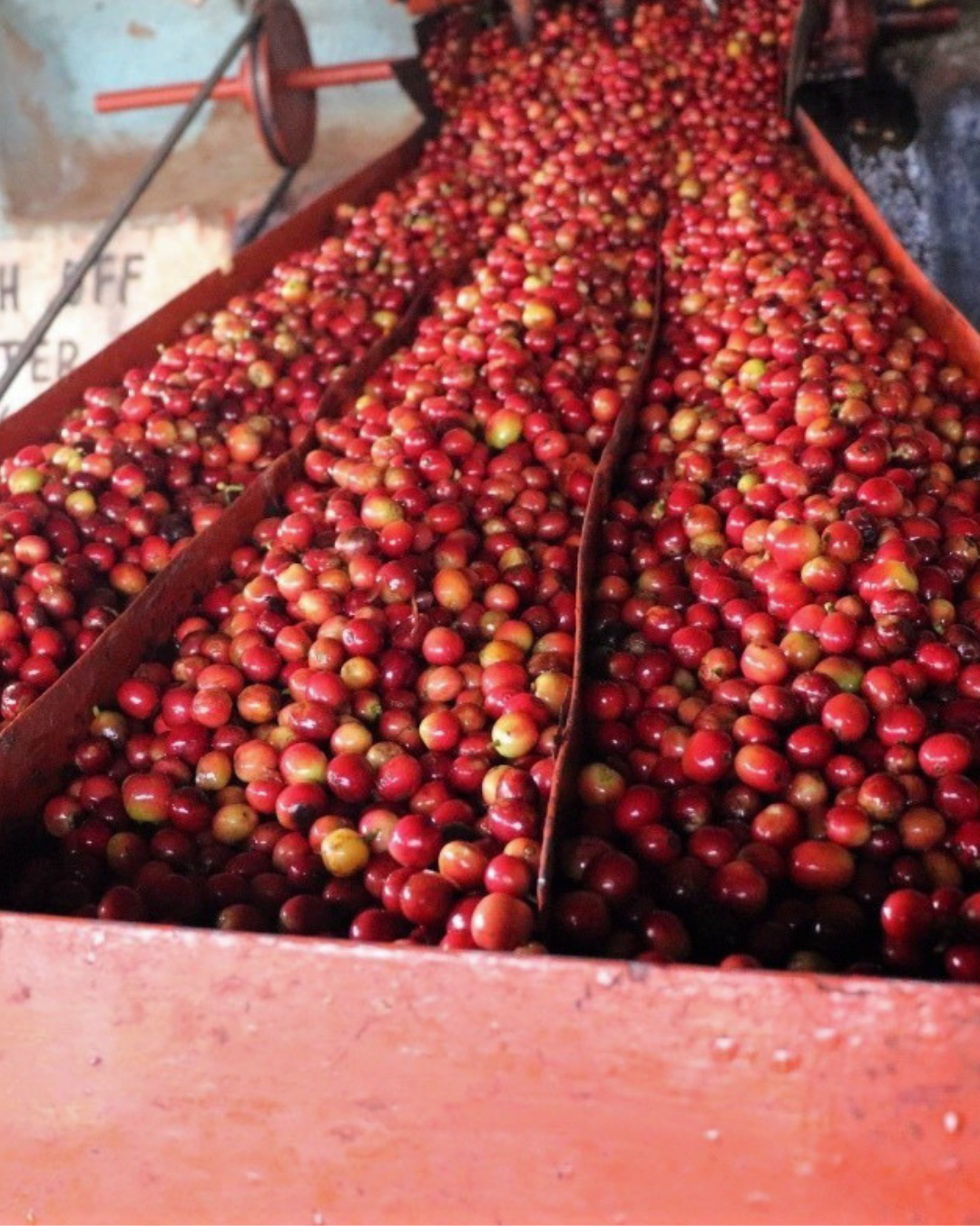 Kenya - Ngomano