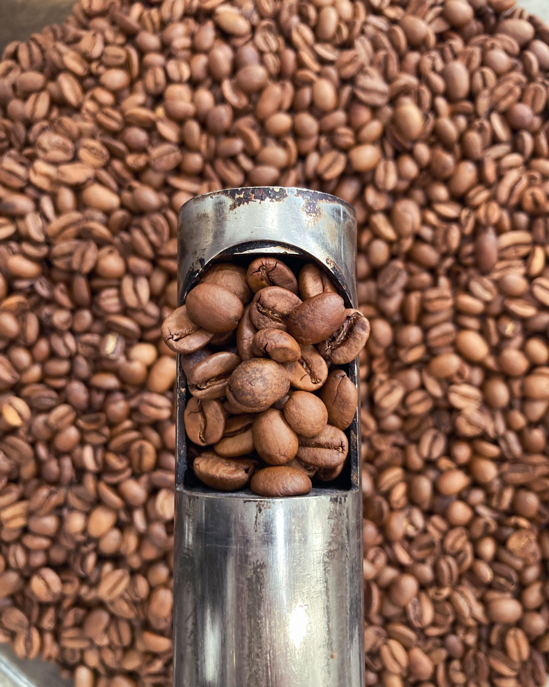 Guatemala - Buena Vista