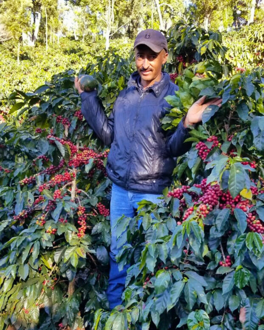 Guatemala - Buena Vista