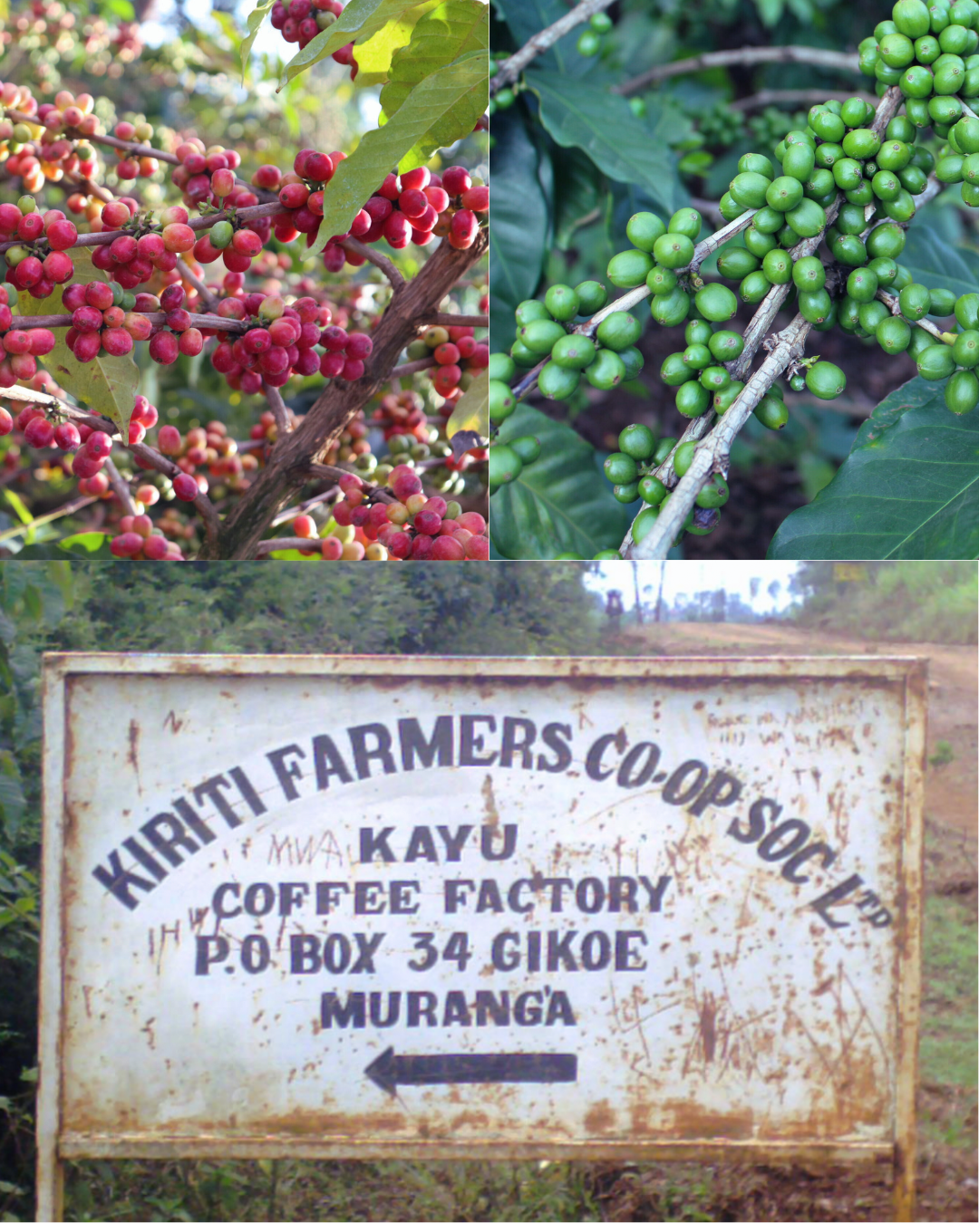 Kenya- Kayu AA