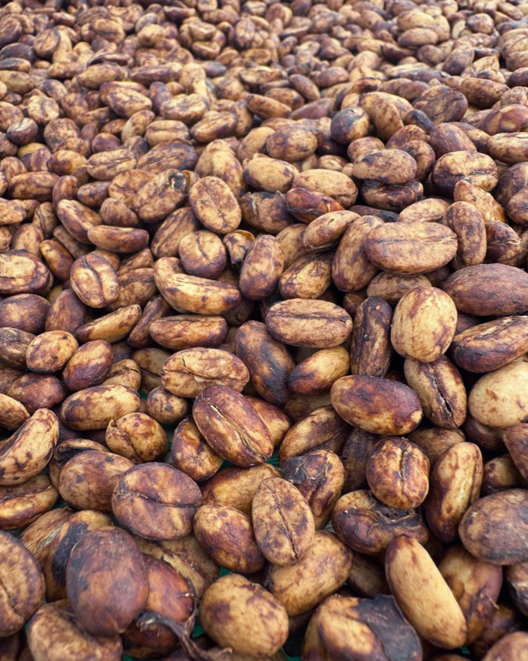 Ecuador- La Josefina