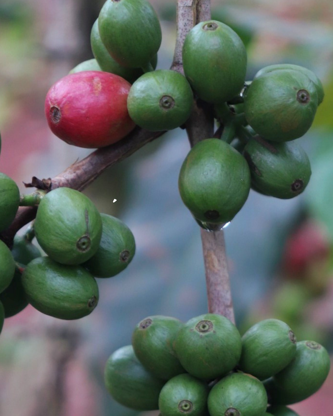 Kenya - Ngomano