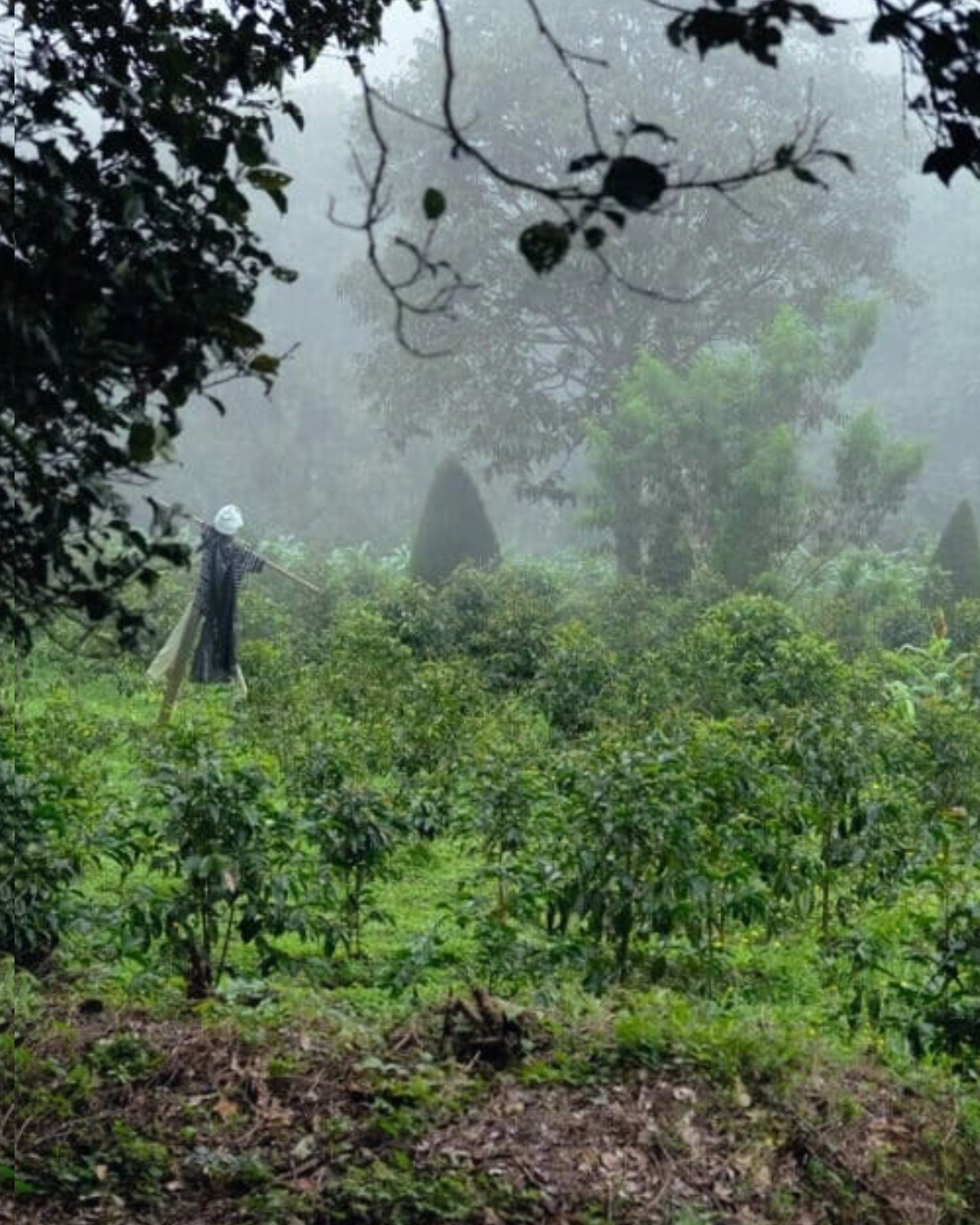 Costa Rica - Max Salazar Rodríguez