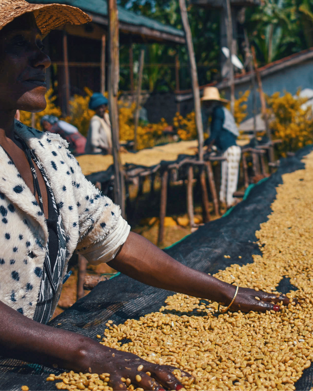 Ethiopia - Gerse