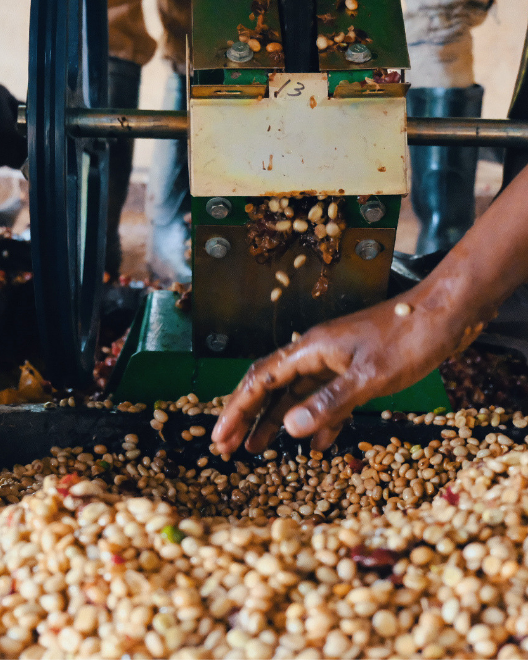 Ethiopia - Gerse